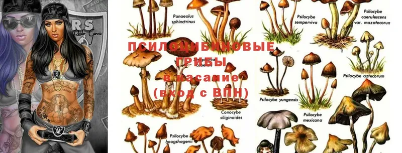 Псилоцибиновые грибы Magic Shrooms  Городец 